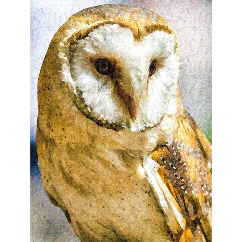 Barn Owl Gold Ornate Wood Framed Art Print with Double Matting by Alpenglow Workshop