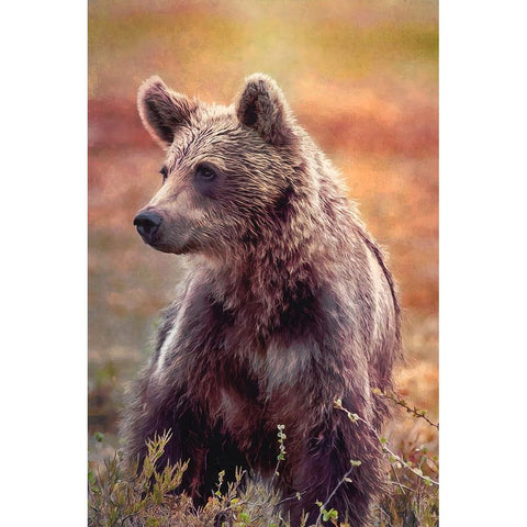 Brown Bear White Modern Wood Framed Art Print by Alpenglow Workshop