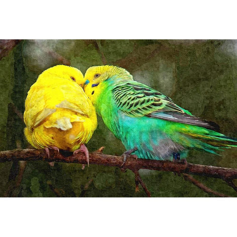 Budgie Snuggles White Modern Wood Framed Art Print by Alpenglow Workshop