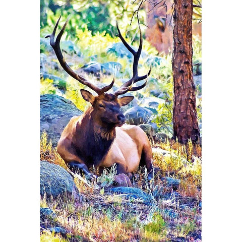 Bull Elk White Modern Wood Framed Art Print by Alpenglow Workshop