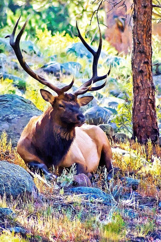 Bull Elk Black Ornate Wood Framed Art Print with Double Matting by Alpenglow Workshop