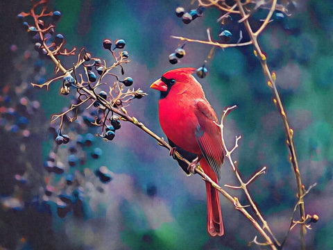 Cardinal and Berries Black Ornate Wood Framed Art Print with Double Matting by Alpenglow Workshop