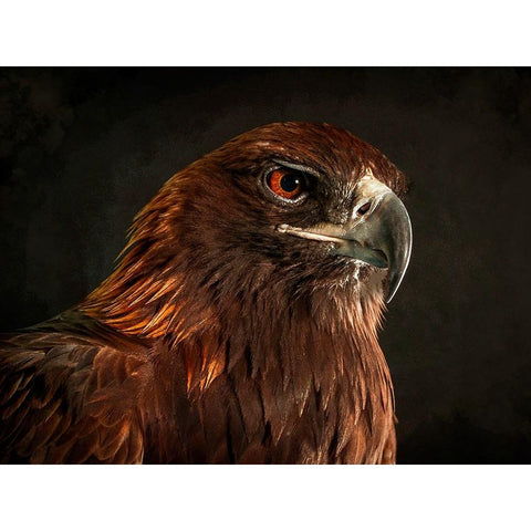 Golden Eagle White Modern Wood Framed Art Print by Alpenglow Workshop