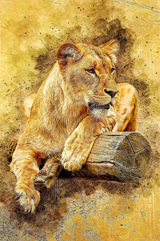 Lioness White Modern Wood Framed Art Print with Double Matting by Alpenglow Workshop