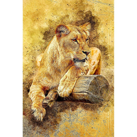 Lioness Black Modern Wood Framed Art Print with Double Matting by Alpenglow Workshop