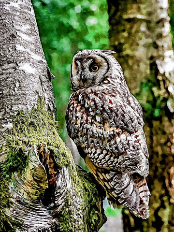 Long Eared Owl White Modern Wood Framed Art Print with Double Matting by Alpenglow Workshop