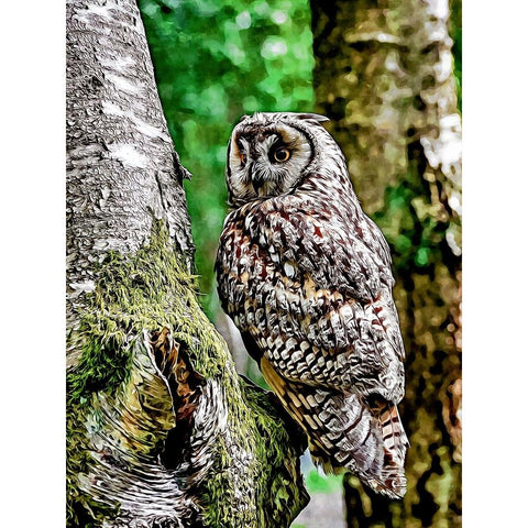 Long Eared Owl White Modern Wood Framed Art Print by Alpenglow Workshop