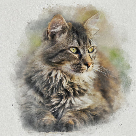 Maine Coon Cat Black Ornate Wood Framed Art Print with Double Matting by Alpenglow Workshop