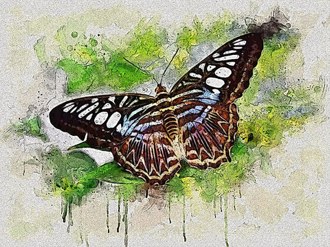 Outstretched Wings Black Ornate Wood Framed Art Print with Double Matting by Alpenglow Workshop