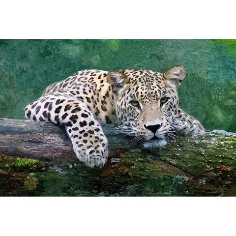 Snow Leopard Black Modern Wood Framed Art Print with Double Matting by Alpenglow Workshop