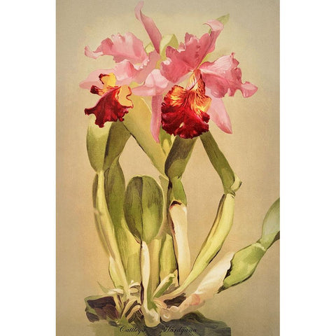 Cattleya Hardyana Orchid Gold Ornate Wood Framed Art Print with Double Matting by Alpenglow Workshop