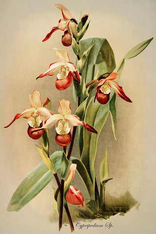 Cypridedium Orchid Black Ornate Wood Framed Art Print with Double Matting by Alpenglow Workshop