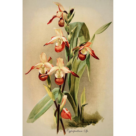 Cypridedium Orchid Black Modern Wood Framed Art Print by Alpenglow Workshop