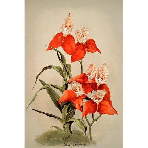Disa Uniflora Orchid Black Modern Wood Framed Art Print with Double Matting by Alpenglow Workshop
