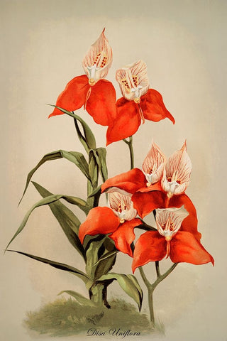 Disa Uniflora Orchid Black Ornate Wood Framed Art Print with Double Matting by Alpenglow Workshop