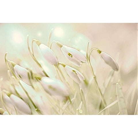 Enchanting Snowdrops White Modern Wood Framed Art Print by Alpenglow Workshop