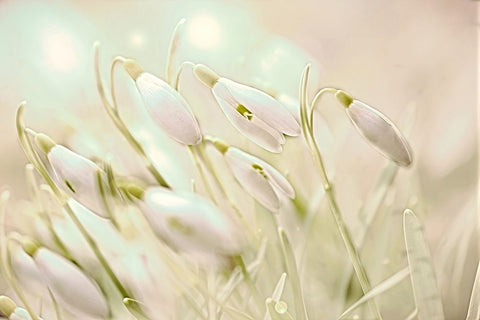 Enchanting Snowdrops Black Ornate Wood Framed Art Print with Double Matting by Alpenglow Workshop