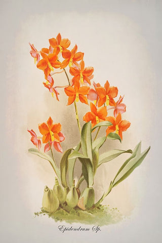 Epidendrum Orchid Black Ornate Wood Framed Art Print with Double Matting by Alpenglow Workshop
