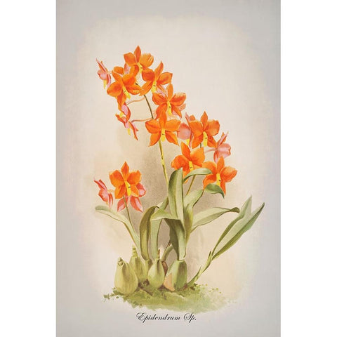 Epidendrum Orchid Black Modern Wood Framed Art Print by Alpenglow Workshop