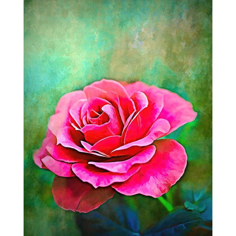 Exquisite Pink Rose White Modern Wood Framed Art Print by Alpenglow Workshop