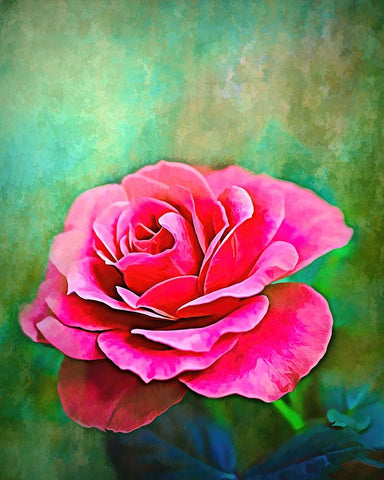 Exquisite Pink Rose White Modern Wood Framed Art Print with Double Matting by Alpenglow Workshop