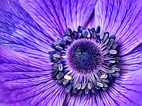 Heart of the Anemone White Modern Wood Framed Art Print with Double Matting by Alpenglow Workshop