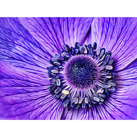 Heart of the Anemone Black Modern Wood Framed Art Print with Double Matting by Alpenglow Workshop