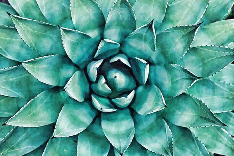Heart of the Succulent White Modern Wood Framed Art Print with Double Matting by Alpenglow Workshop