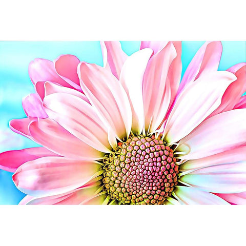 Pink Dahlia White Modern Wood Framed Art Print by Alpenglow Workshop