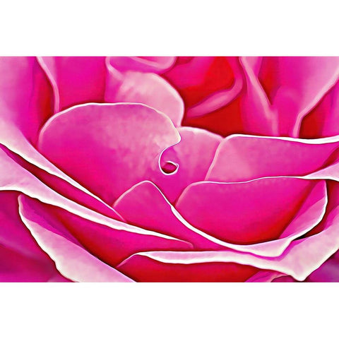 Pink Perfection Rose Black Modern Wood Framed Art Print with Double Matting by Alpenglow Workshop