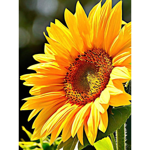 Sunflower White Modern Wood Framed Art Print by Alpenglow Workshop