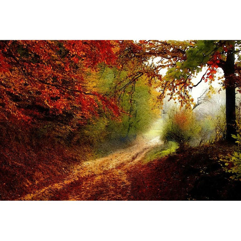 Autumn Forest Edge Black Modern Wood Framed Art Print with Double Matting by Alpenglow Workshop