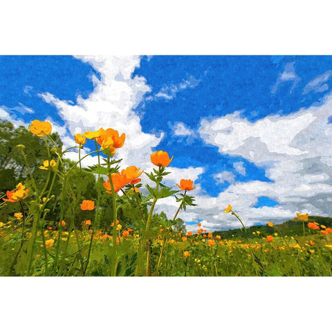 California Poppies under Blue Skies Black Modern Wood Framed Art Print by Alpenglow Workshop