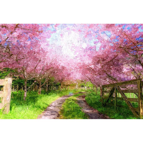 Cherry Blossom Lane Black Modern Wood Framed Art Print with Double Matting by Alpenglow Workshop