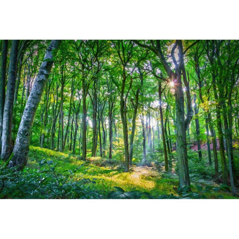 Emerald Forest White Modern Wood Framed Art Print by Alpenglow Workshop