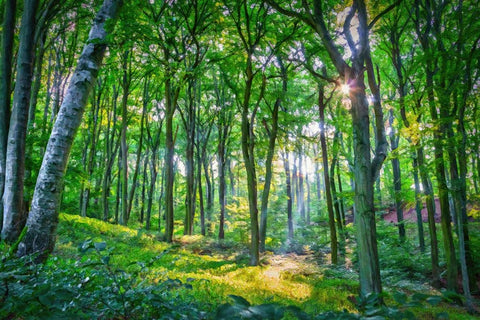 Emerald Forest White Modern Wood Framed Art Print with Double Matting by Alpenglow Workshop