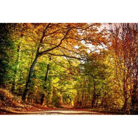 Pathway Through Autumn Leaves Black Modern Wood Framed Art Print with Double Matting by Alpenglow Workshop