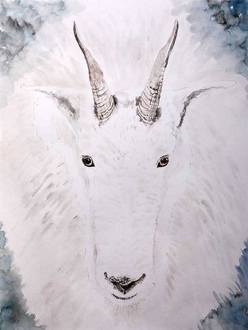 Mountain Goat Gaze White Modern Wood Framed Art Print with Double Matting by Derr, Wynn