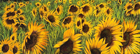 Girasoli Gialli I White Modern Wood Framed Art Print with Double Matting by Borelli, Guido