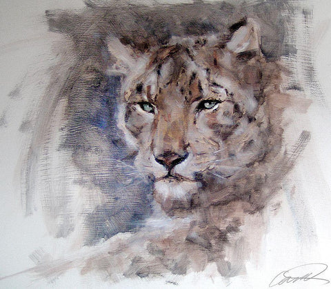 Snow Leopard Stare White Modern Wood Framed Art Print with Double Matting by Campbell, Robert