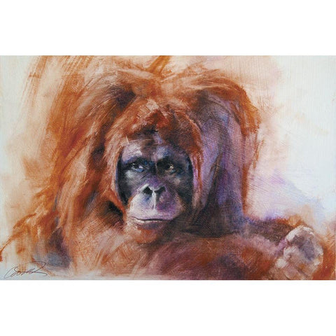 The Daydreamer Orangutan Black Modern Wood Framed Art Print with Double Matting by Campbell, Robert