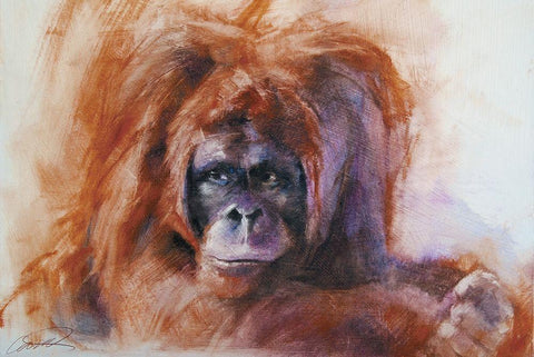The Daydreamer Orangutan White Modern Wood Framed Art Print with Double Matting by Campbell, Robert