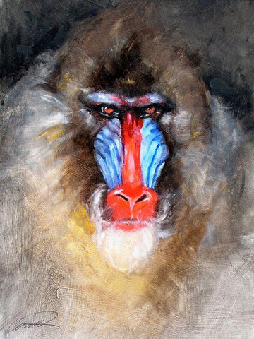 Blushing Mandrill White Modern Wood Framed Art Print with Double Matting by Campbell, Robert