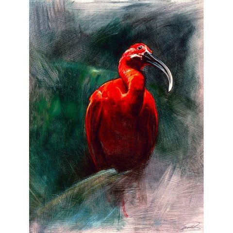 Scarlet Ibis White Modern Wood Framed Art Print by Campbell, Robert