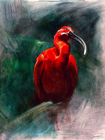 Scarlet Ibis Black Ornate Wood Framed Art Print with Double Matting by Campbell, Robert