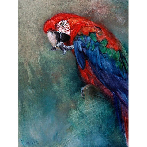 Aw Macaw White Modern Wood Framed Art Print by Campbell, Robert