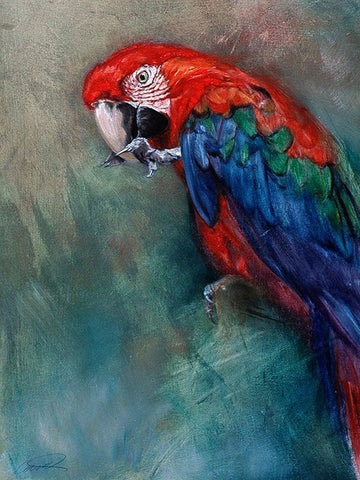 Aw Macaw White Modern Wood Framed Art Print with Double Matting by Campbell, Robert