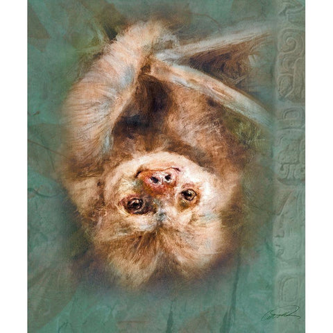 Two-Toed Sloth Black Modern Wood Framed Art Print with Double Matting by Campbell, Robert