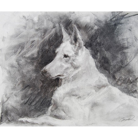 White Shepherd in Grey Black Modern Wood Framed Art Print with Double Matting by Campbell, Robert