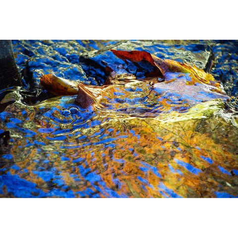 Anagha Black Modern Wood Framed Art Print by Cooper, Helena